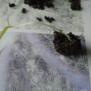 etape 2 : rempotage de semis de tomate filent