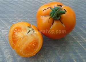 tomate orange queen x500