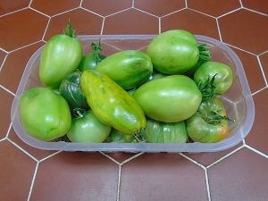 tomates vertes saison des tomates 2018