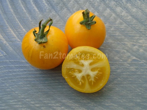 yamali yellow pour 20 meilleures variétés de tomate