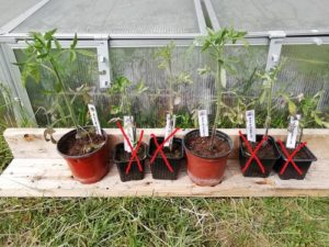 sélectionner les plants de tomates