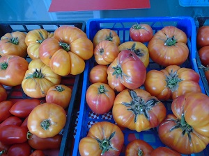 récolte Ananas Jaune saison des tomates