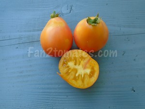 PP pour saison des tomates