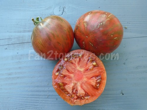 tomate russian cossack