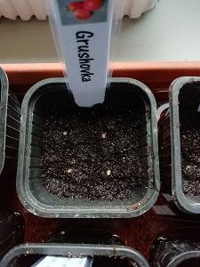 4 graines semées pour réaliser les semis de tomates