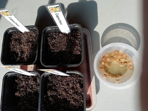 graine capucine avec godet pour semer les plantes "compagnes"