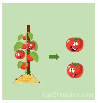 sélection des tomates