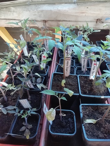plants avant rempoter les plants de tomates
