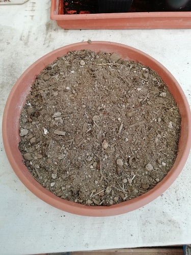 substrat prêt pour rempoter les plants de tomates