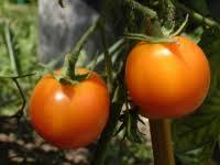 ida gold IG pour préparer la plantation des tomates