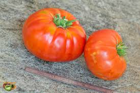 Bea pour préparer la plantation des tomates