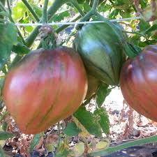 CH pour préparer la plantation des tomates