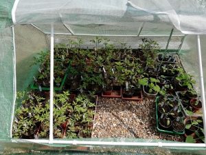 plant dans new serre froide pour rempoter les plants de tomates