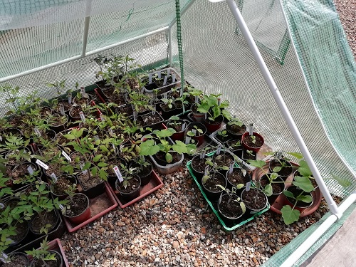 plant dans new serre froide 3 pour rempoter les plants de tomates