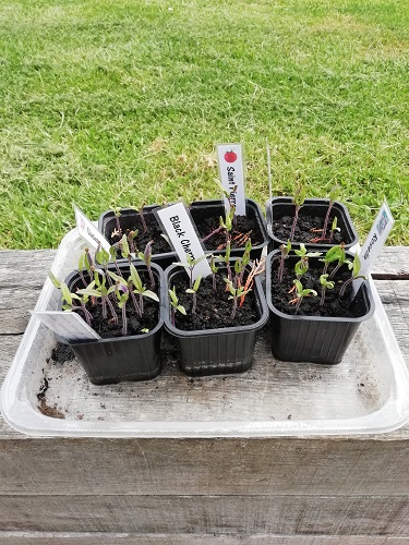 semis début avril pour preparer la plantation des tomates