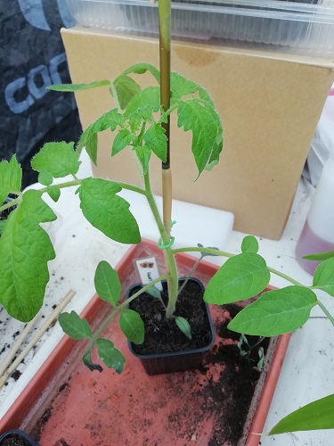 plant de tomates avec bambou