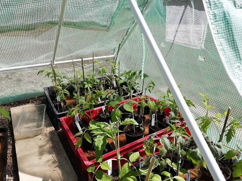 Deuxième fournée de plants de tomates à la lumière naturelle