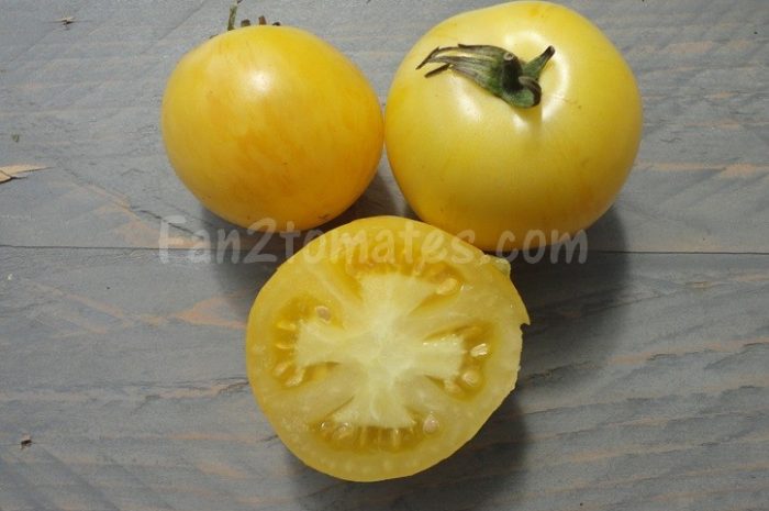 Tomate WHITE ZEBRA