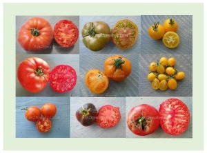 20 meilleures variétés de tomate