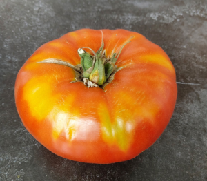 grosse de dordogne variétés de tomates 2024