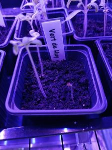 semis non germé pour sélectionner les plants