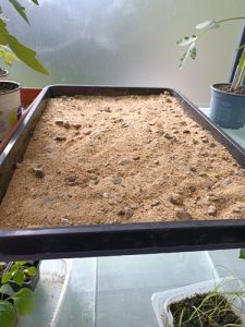 bac avec lit de sable pour conserver les plants