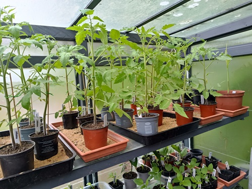 Conserver les plants de tomate jusqu’à la plantation