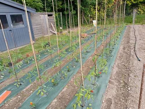 plantation tomate saison 2024